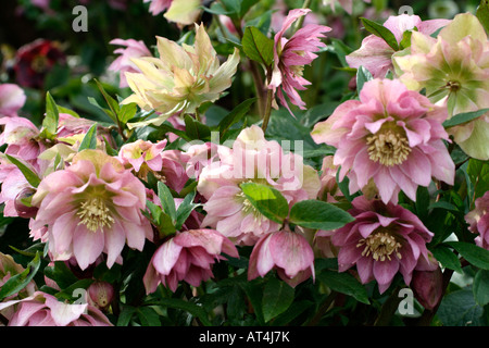 HELLEBORUS X HYBRIDUS DOUBLE FORME Banque D'Images