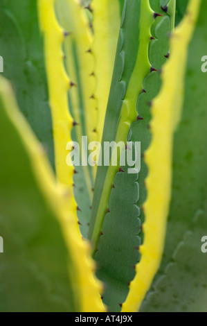 Agave americana Marginata Banque D'Images