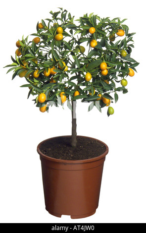 Calamondin, Calomondin (Citrus microcarpa, les agrumes Citrus mitis, microcapra x), plante en pot Banque D'Images