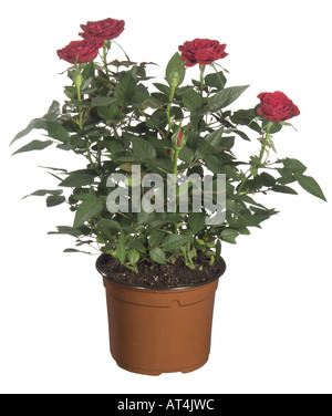 Ange rose (Rosa chinensis var. minima), plante en pot Banque D'Images