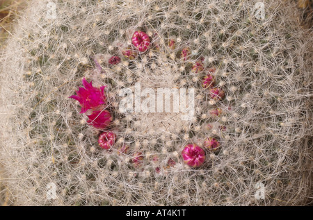 Vieille Femme cactus montre les fleurs et bourgeons à différents stades de développement toutes disposées en cercle typique de cactus. Banque D'Images