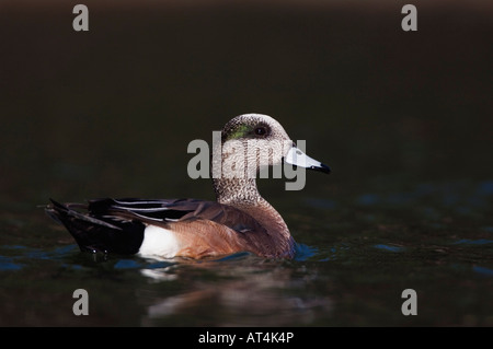Le Canard d'Anas americana mâle adulte natation Hill Country Texas USA Avril 2007 Banque D'Images