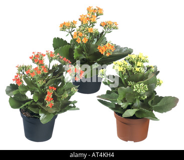 Étoile brillante, flaming katy, Madagascar widow's thrill (Kalanchoe blossfeldiana), les plantes en pot, les différents cultivars Banque D'Images