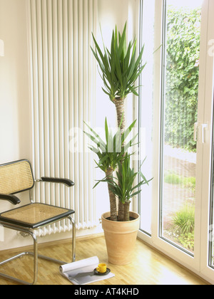 Yucca (Yucca elephantipes éléphant), plante en pot dans un appartement Banque D'Images