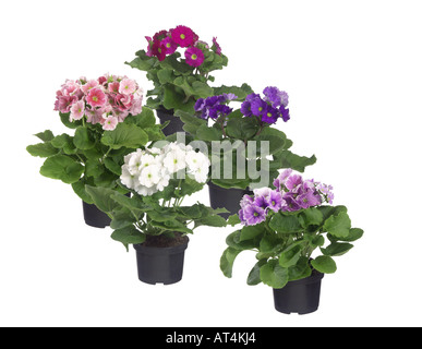 Primerose allemand, Poison (Primula obconica Primerose), les plantes en pot, les différents cultivars Banque D'Images
