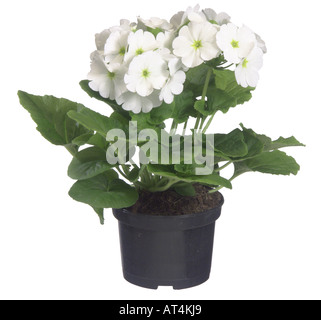 Primerose allemand, Poison (Primula obconica Primerose), plante en pot Banque D'Images