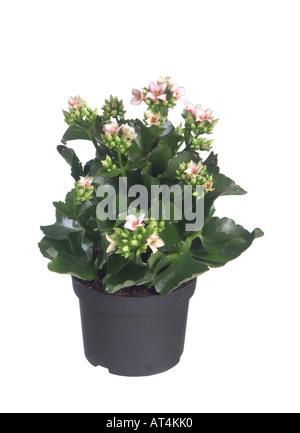 Étoile brillante, flaming katy, Madagascar widow's thrill (Kalanchoe blossfeldiana), plante en pot Banque D'Images