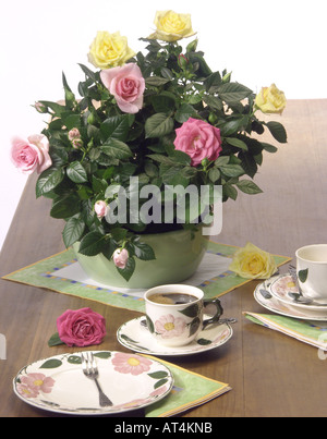 Ange rose (Rosa chinensis var. minima), plante en pot sur aa 24 avec les tasses de café Banque D'Images