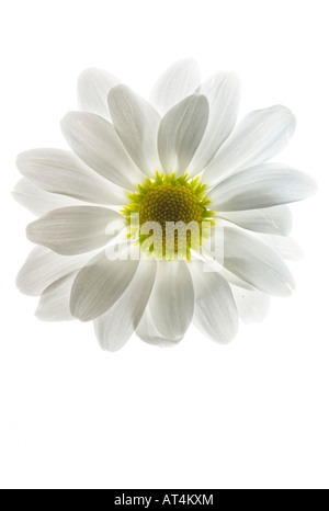 White Daisy fleur floral artistique gros plan gros plan d'au-dessus de la tête personne aucun blanc photographie de fond photo verticale haute résolution Banque D'Images