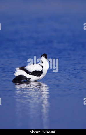 Avocette élégante Recurvirostra avosetta Parc national du lac de Neusiedl adultes Burgenland Autriche Avril 2007 Banque D'Images