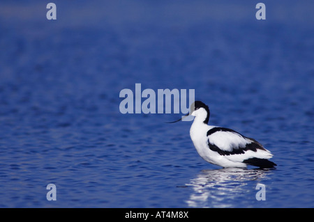 Avocette élégante Recurvirostra avosetta Parc national du lac de Neusiedl adultes Burgenland Autriche Avril 2007 Banque D'Images