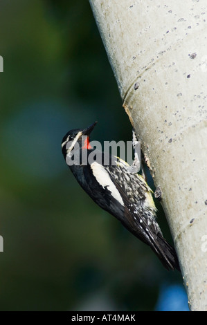 Pic de Williamson Sphyrapicus thyroideus mâle adulte à cavité de nidification en tremble Parc National des Montagnes Rocheuses au Colorado Banque D'Images