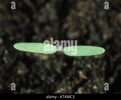 Poule gras Chenopodium album les cotylédons des plantules Banque D'Images