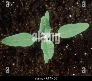 Poule gras Chenopodium album plantule à quatre vraies feuilles Banque D'Images