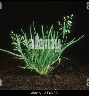 Meadow grass annuel Poa annua Plante en fleurs Banque D'Images