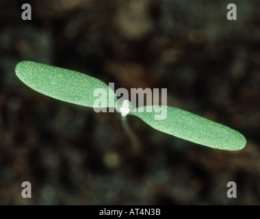 Poule gras Chenopodium album les cotylédons des plantules Banque D'Images