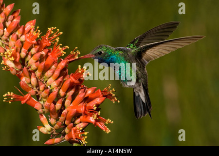 Large-billed Hummingbird Cynanthus latirostris, mâle, l'alimentation à la société fleurs, Fouquieria splendens. Banque D'Images