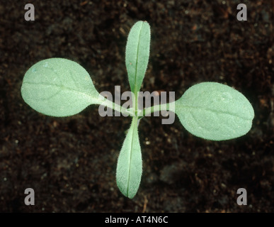 Grémil Lithospermum arvense champs avec deux vraies feuilles des plantules Banque D'Images