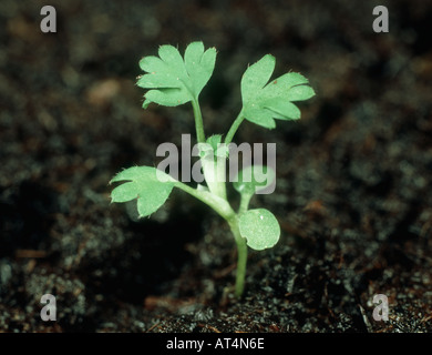 Aphanes arvensis persil piert plantule à deux feuilles vraies Banque D'Images