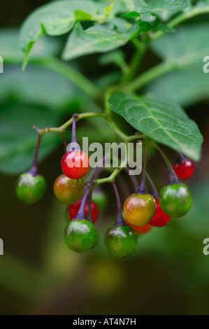 Solanum dulcamara Morelle Woody Banque D'Images