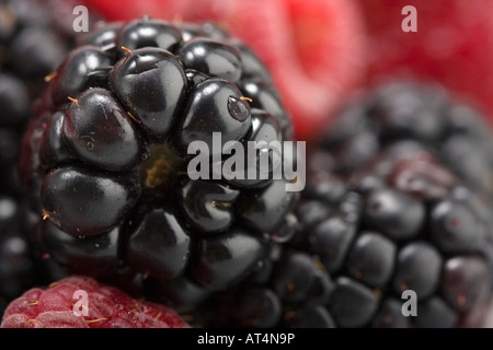 Gros plan sur les photos de studio photo mûres de Blackberries fruits biologiques personne du dessus plein cadre photo flou fond haute résolution Banque D'Images