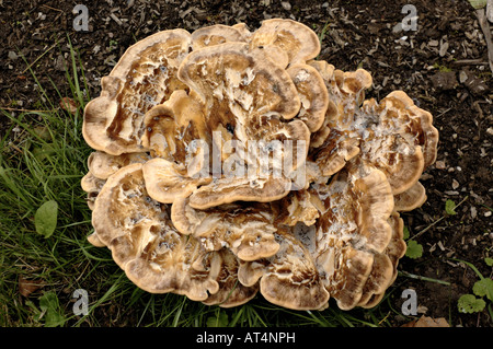 Poule des bois champignon (Grifola frondosa) croissant dans le parc à Düsseldorf, Allemagne. Banque D'Images