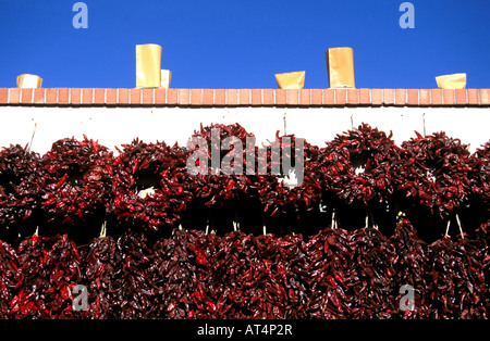 Red Hot Chili Peppers séchage en soleil dans le Nouveau Mexique USA Banque D'Images
