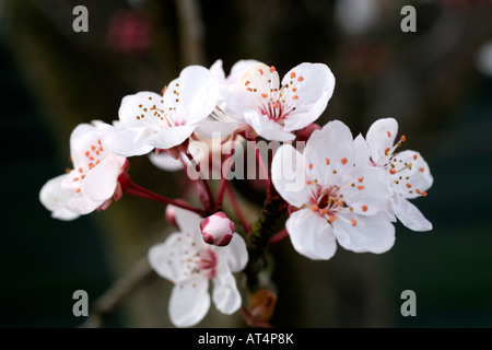 PRUNUS CERASIFERA PISSARDII À LA FIN DE FÉVRIER Banque D'Images