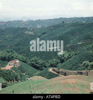 Les plantations de café de plaine sans arbres de l'ombre en Colombie Amérique du Sud Banque D'Images