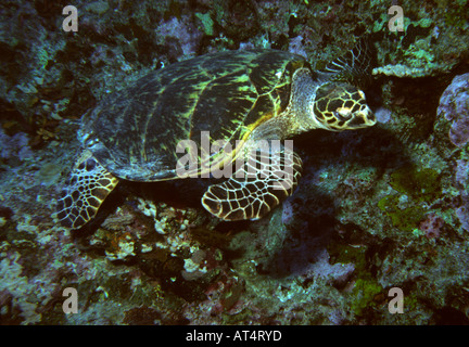 Egypte Mer Rouge Tortue verte Chelonia mydas natation le long mur du récif Banque D'Images