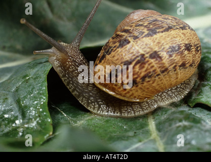 Escargot Cornu aspersum déménagement sur feuilles de légumes Banque D'Images