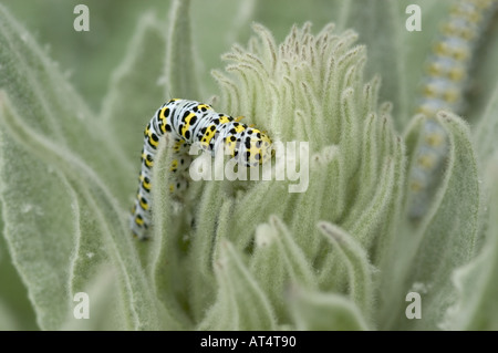 Papillon Cucullia verbasci molène molène Verbascum caterpillar sur usine spp Banque D'Images