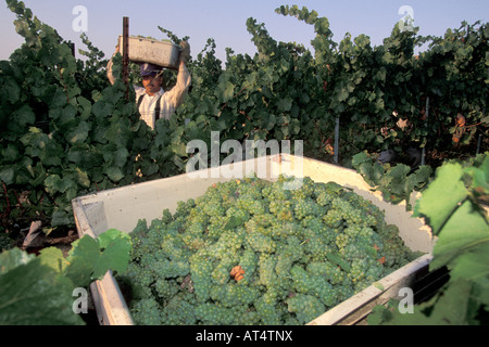 La récolte du Chardonnay à Los Carneros Napa Californie Banque D'Images