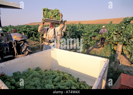 La récolte du Chardonnay à Los Carneros Napa Californie Banque D'Images