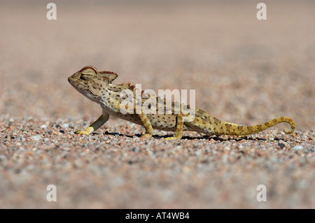 Caméléon Namaqua Chamaeleo namaquensis désert du Namib Namibie Banque D'Images