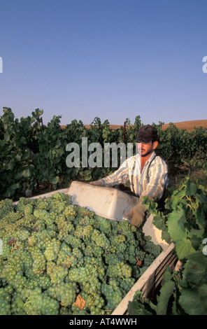 La récolte du Chardonnay à Los Carneros Napa Californie Banque D'Images