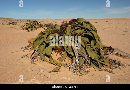 Mirabilis Welwitschia environnement désertique en Namibie Banque D'Images