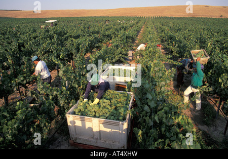 La récolte du Chardonnay à Los Carneros Napa Californie Banque D'Images