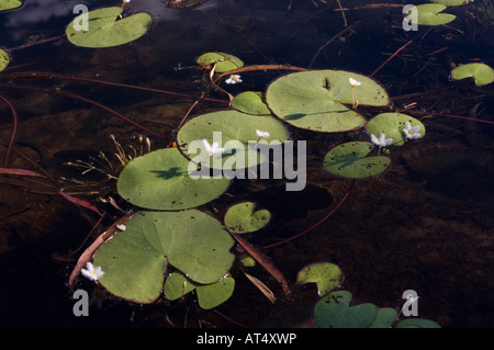 Water Lilies sur billabong à Camp Creek, Kimberley, Australie occidentale Banque D'Images