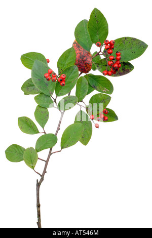 Direction générale cotoneaster avec des baies isolated on white Banque D'Images
