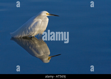 Aigrette neigeuse sous l'eau froide dans l'aube au petit matin Soleil, Palo Alto, Californie. Banque D'Images