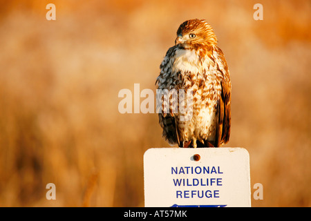 Faucon sur refuge signer, Bassin Klamath National Wildlife Refuge en automne ( Automne ), en Californie Banque D'Images