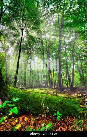 Belle scène dans une forêt avec soleil derrière les arbres image HDR Banque D'Images