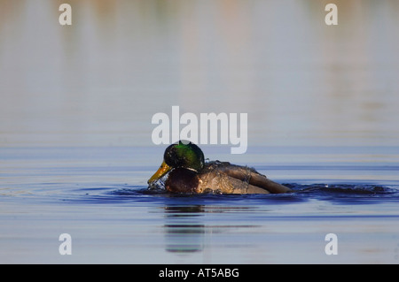 Mâle Canard colvert Anas platyrhynchos Parc National de baignade Lac de Neusiedl Burgenland Autriche Avril 2007 Banque D'Images