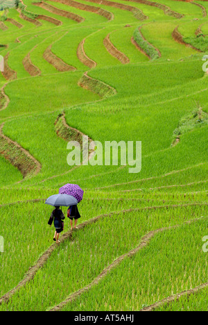 Deux filles de la minorité Hmong noirs marcher dans un champ de riz, SAPA, Vietnam Banque D'Images