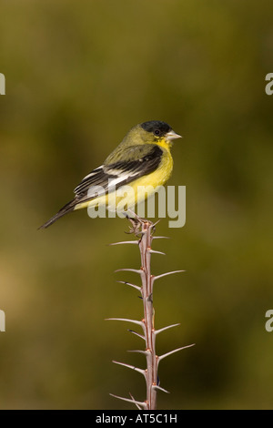 Chardonneret mineur Carduelis psaltria, mâle, perché sur la branche, Fouquieria splendens. Banque D'Images