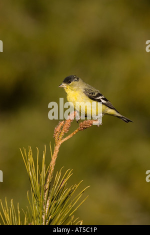 Chardonneret mineur Carduelis psaltria, mâle, perché sur le pin. Banque D'Images