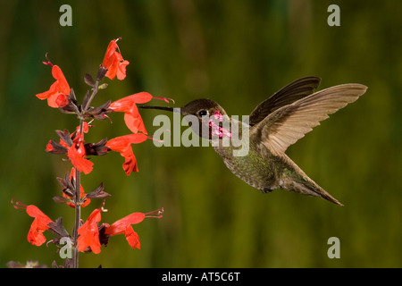 Colibri d'Anna Calypte anna, mâle, s'alimentant à fleurs salvia Salvia sp., Banque D'Images