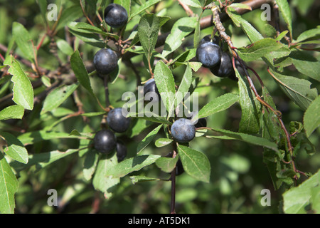 Prunelle de baies et de feuilles vertes de prunellier tree Banque D'Images