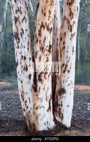 Les troncs d'Eucalyptus à la tombée de Dryandra Woodland Australie Occidentale Septembre Banque D'Images